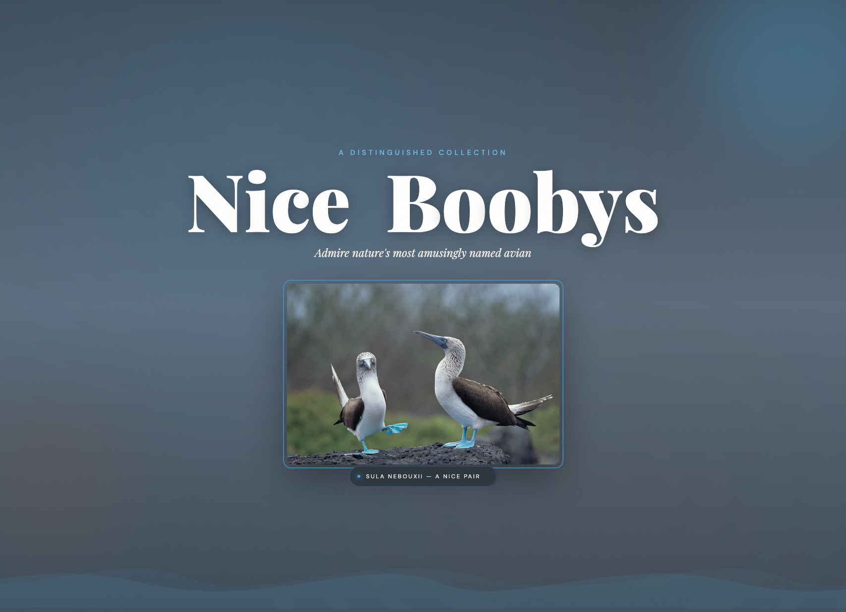 Nice Boobys